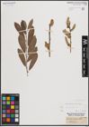 Foto von Salix cinerea L.